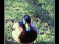 Duck #03