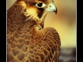 Egyptian hawk Egyptian hawk