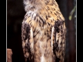 European Eagle-owl