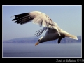 Irish seagull Irish seagull