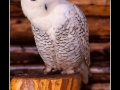 Little white owl