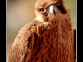 Hawk #02