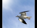 Seagull #13