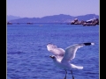 Seagull #23