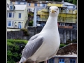 Seagull #26