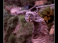 Owl #01