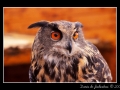 Owl #02