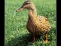 Duck #06