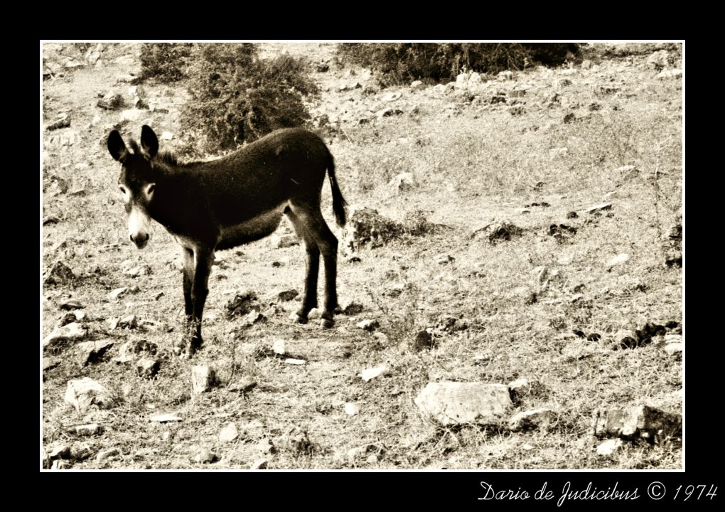 Sardinia donkey