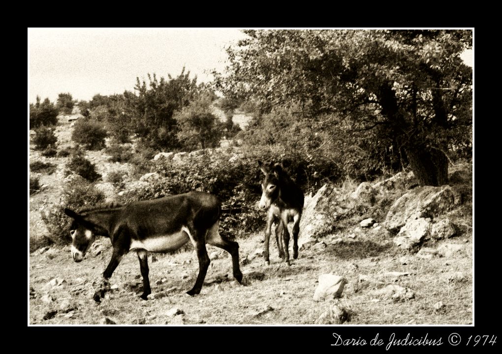 Sardinia donkeys