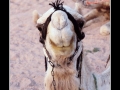 Smiling camel Smiling camel