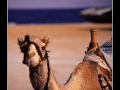 Camel and beach
