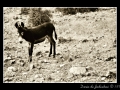 Sardinia donkey