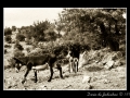 Sardinia donkeys