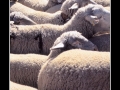 Sheeps #02