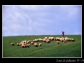 Sheeps with shepherd