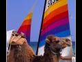 Camel and sailboat