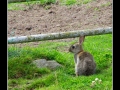 Rabbit #03