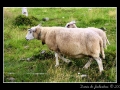 Sheeps #01