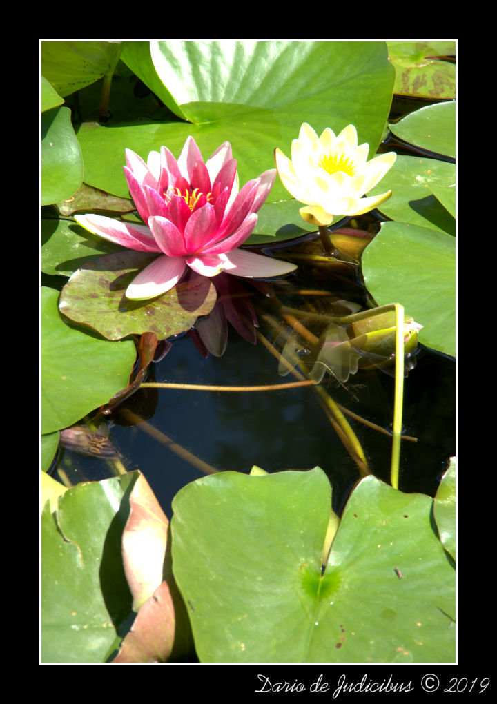 Water Lilies #01