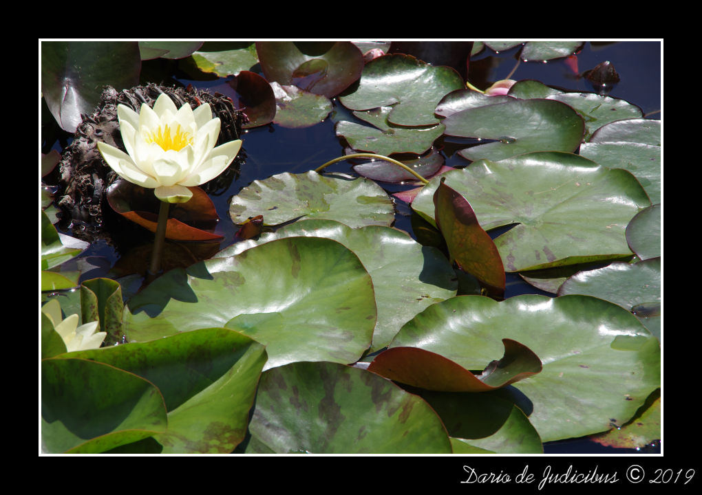 Water Lilies #02