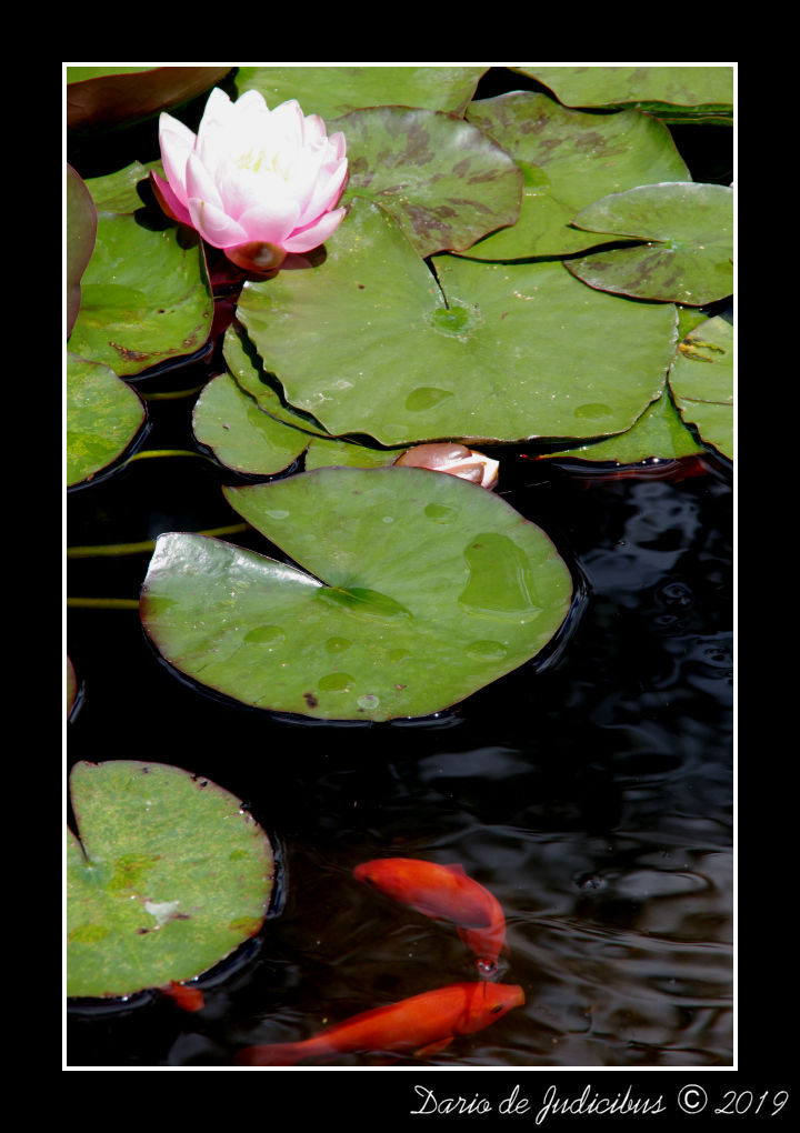 Water Lilies #03