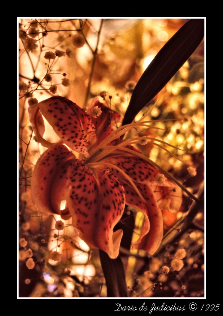 Orchids #02