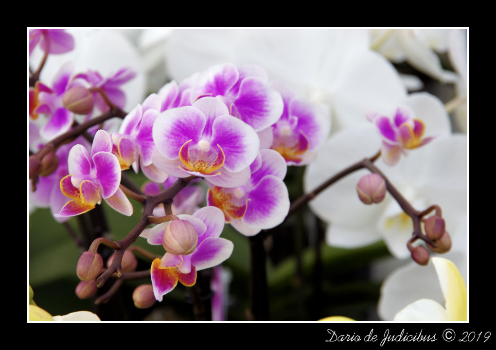 Orchid #03