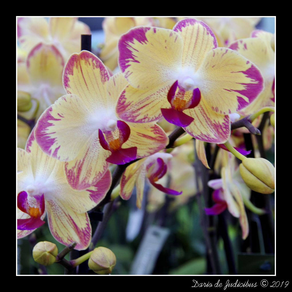 Orchid #05