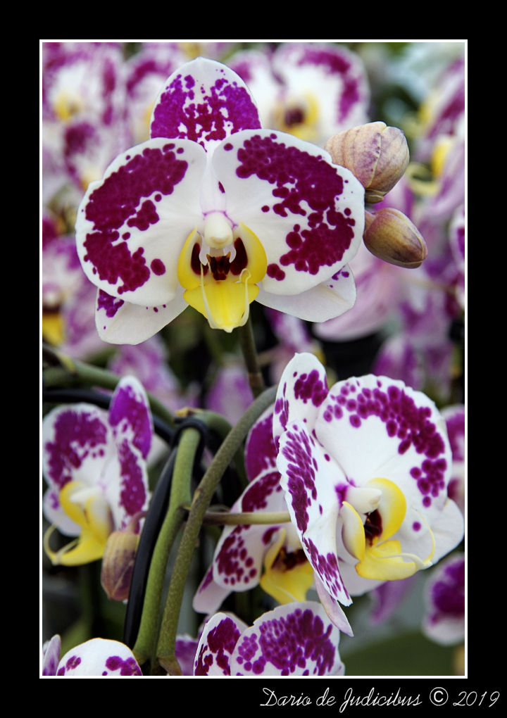 Orchid #07