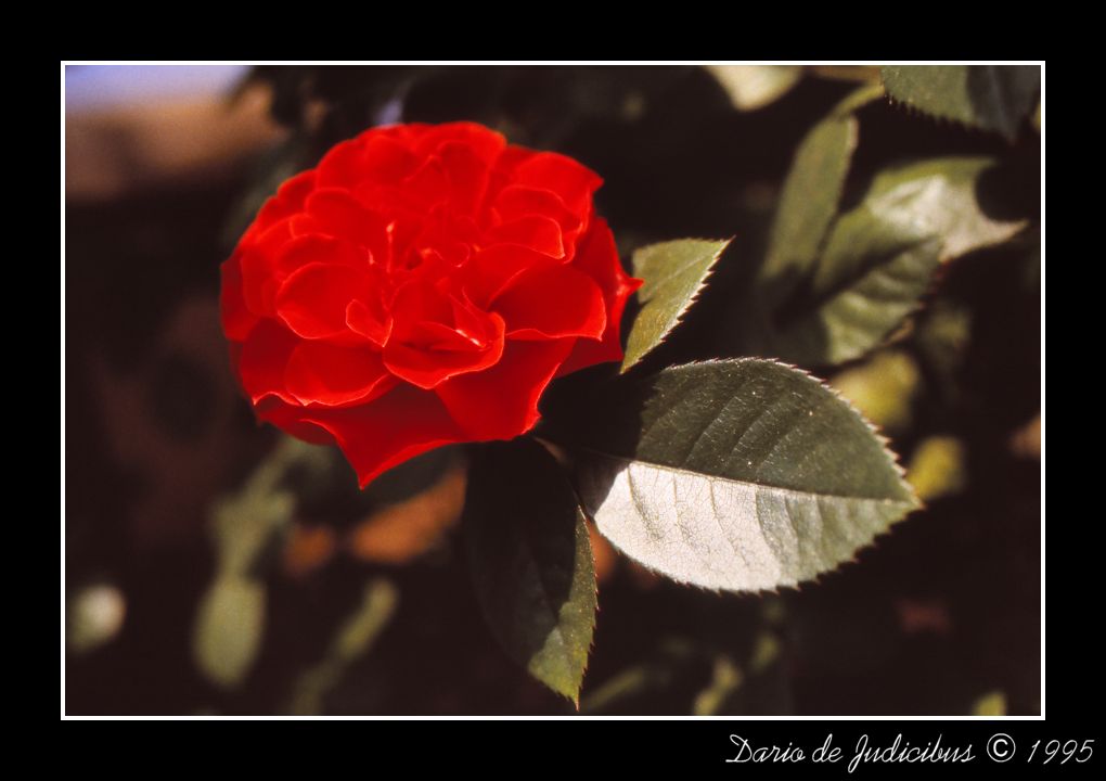 Rose #01