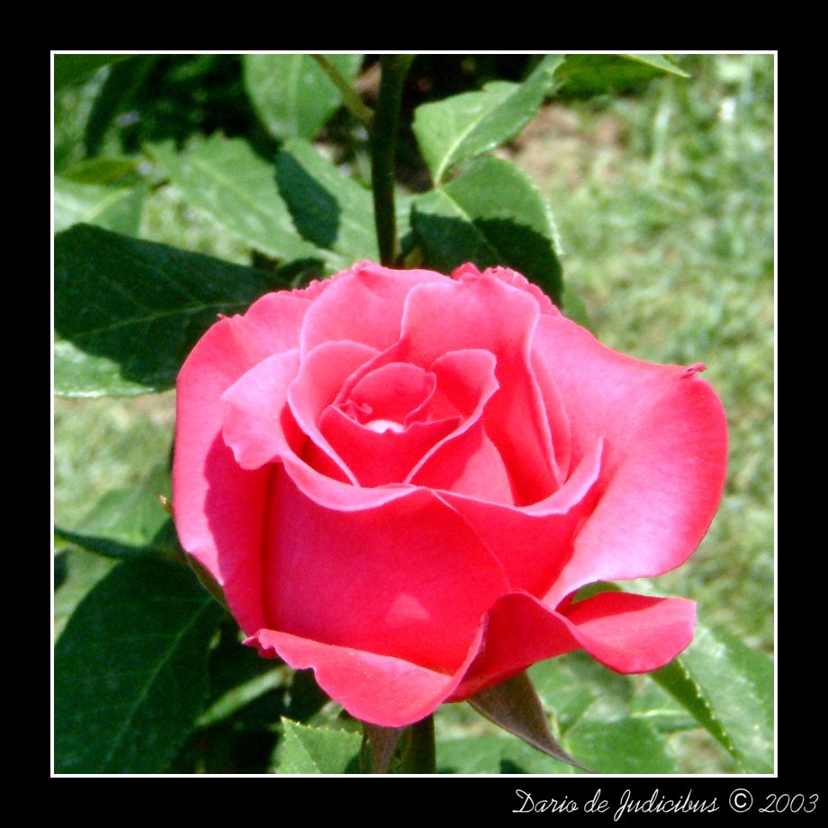 Rose #06