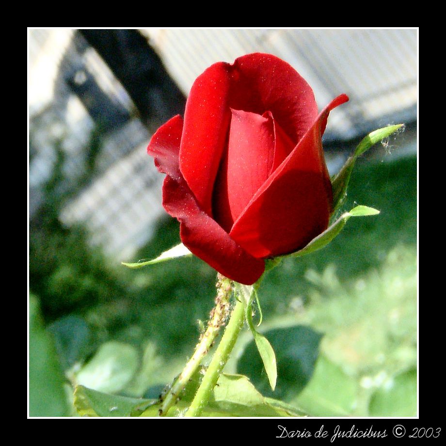 Rose #08