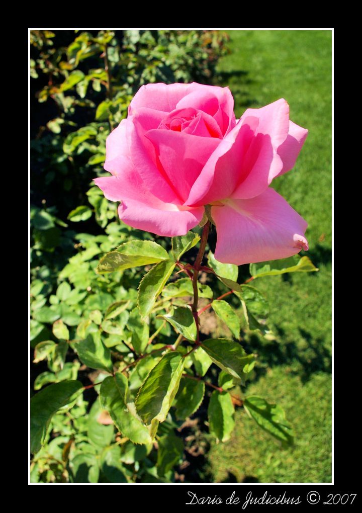 Rose #09