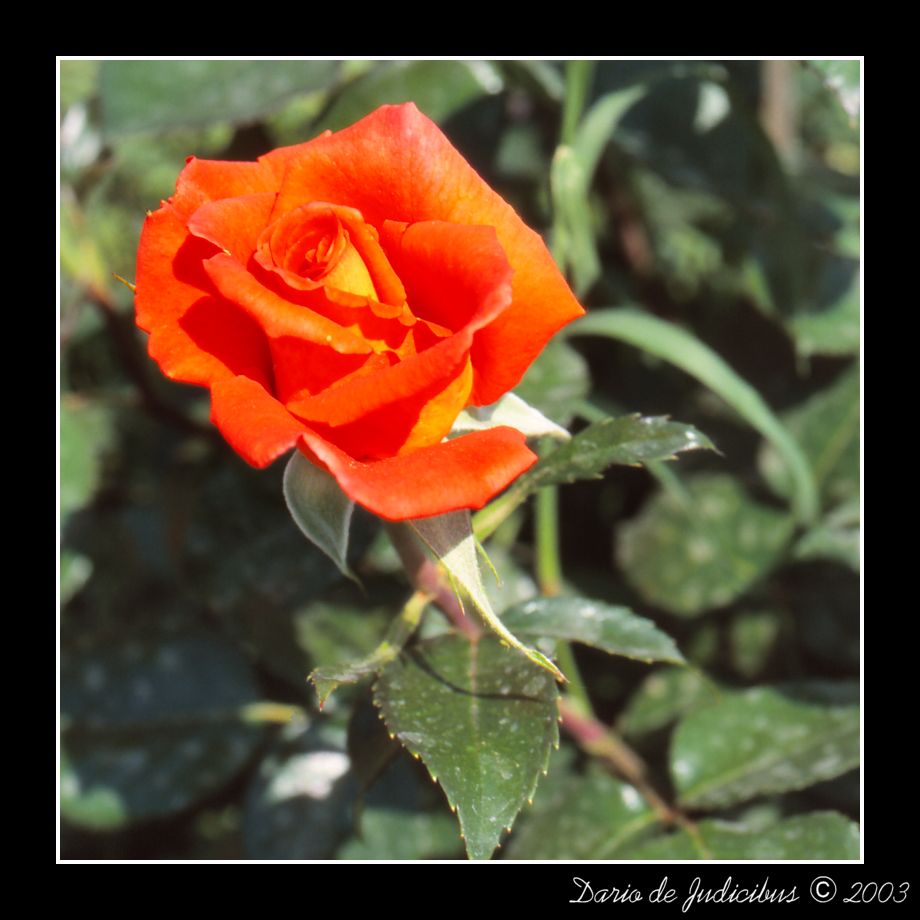 Rose #25