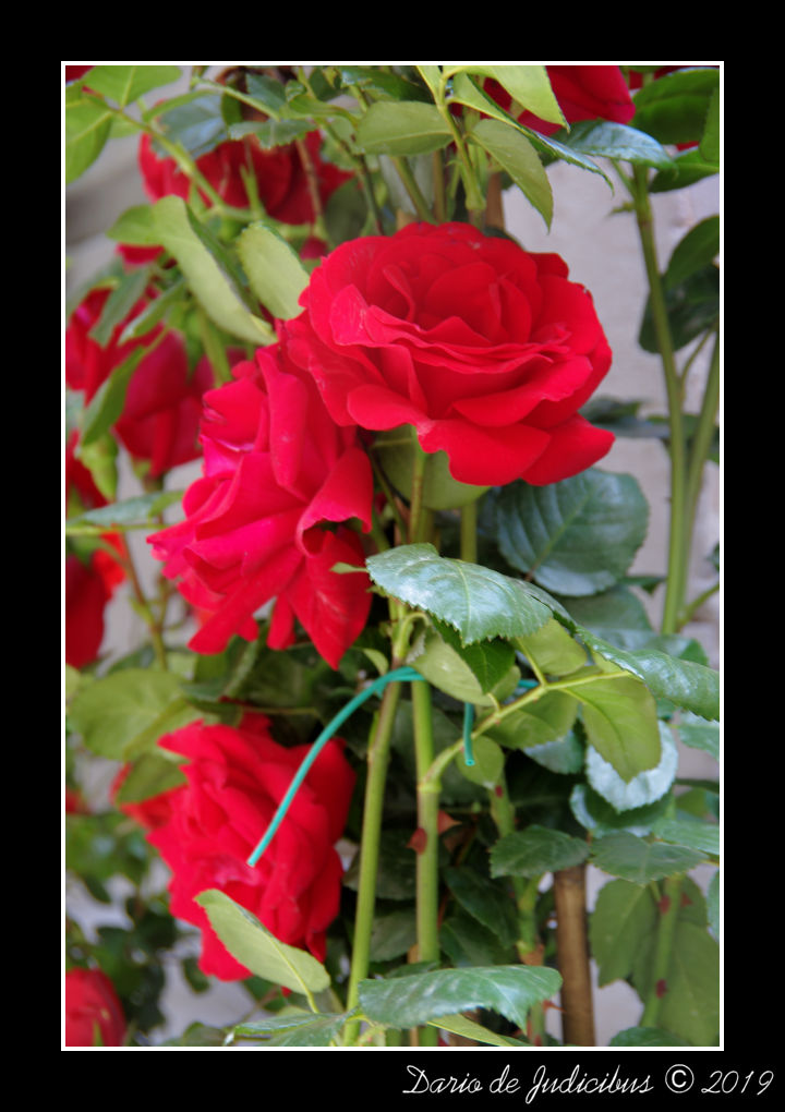 Roses #01