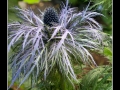Thistles #03