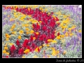 Flowers #20