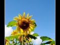 Sunflower #4