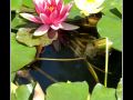 Water Lilies #01