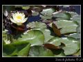 Water Lilies #02