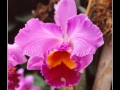 Orchids #03