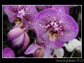 Orchid #09