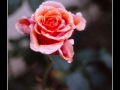 Rose #14