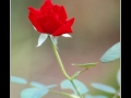 Rose #02