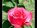 Rose #06