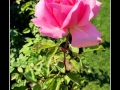 Rose #09