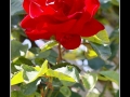 Rose #12