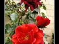 Rose #13