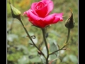 Rose #19